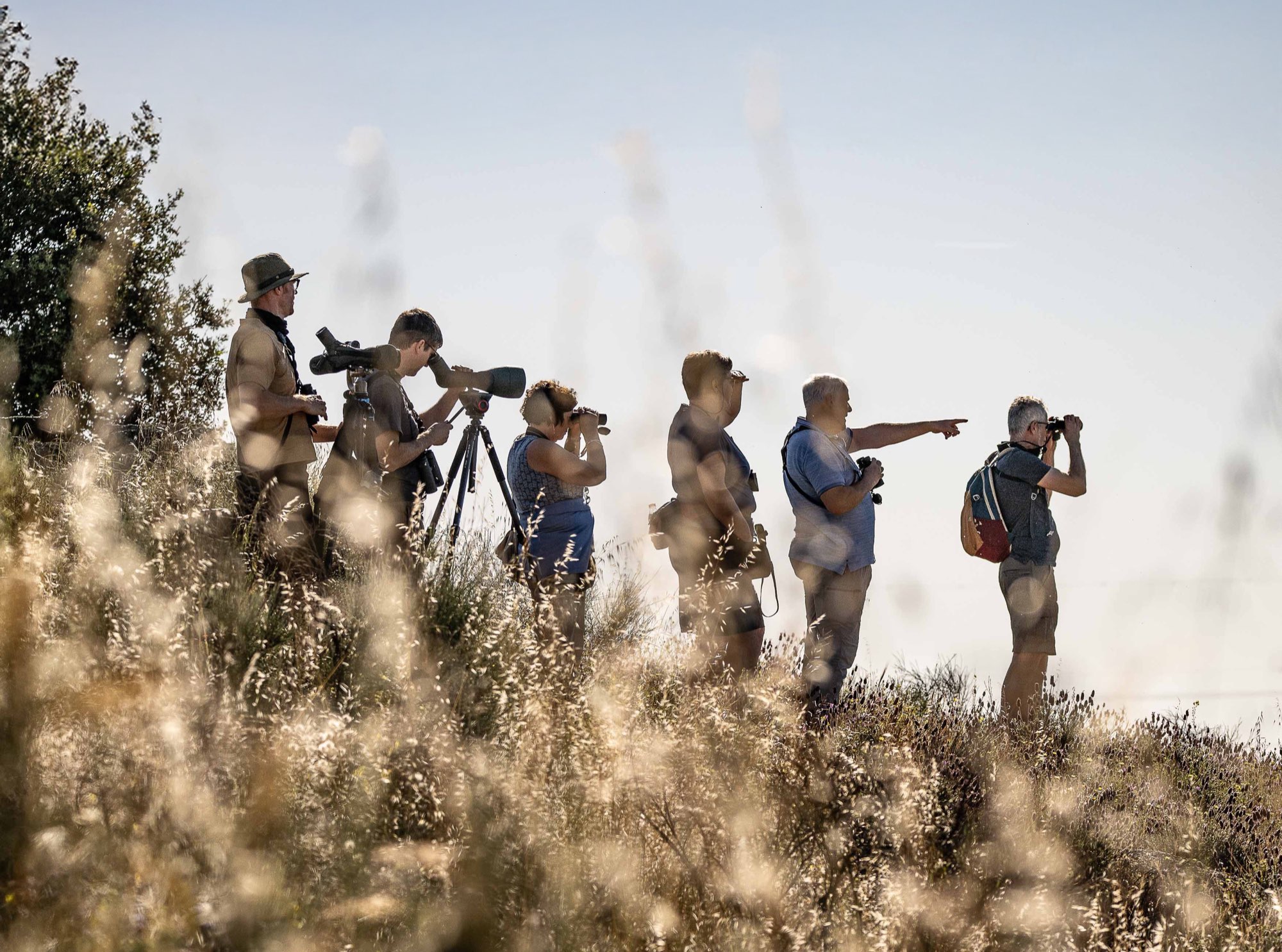 Deelnemers aan een Stapuit-excursie speuren met verrekijkers en een telescoop naar vogels, tussen hoog gras in het tegenlicht.